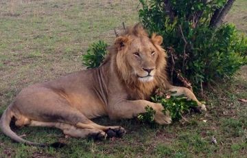 Memorable 5 Days 4 Nights Maasai Mara Tour Package Memorable 5 Days 4 Nights Maasai Mara Tour Package
