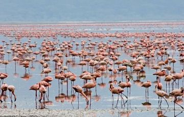Memorable 5 Days 4 Nights Maasai Mara Tour Package Memorable 5 Days 4 Nights Maasai Mara Tour Package