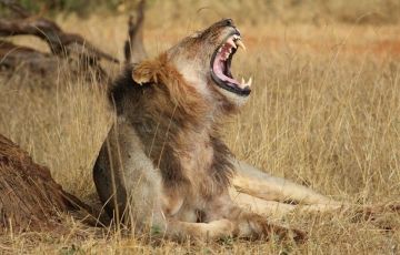 Heart-warming 3 Days 2 Nights Maasai Mara Trip Package Heart-warming 3 Days 2 Nights Maasai Mara Trip Package
