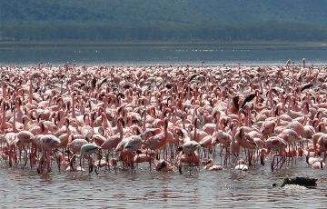 Family Getaway 2 Days 1 Night Nakuru Trip Package