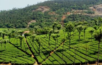 Family Getaway 4 Days 3 Nights Ooty, Pykara and Coonoor Holiday Package