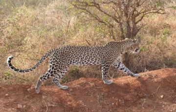 3 Days 2 Nights Maasai Mara Vacation Package 3 Days 2 Nights Maasai Mara Vacation Package