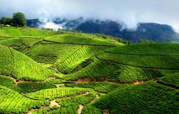 4 Days cochin to Munnar Trip Package