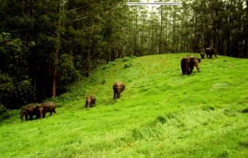3 Days Calicut to Wayanad Holiday Package