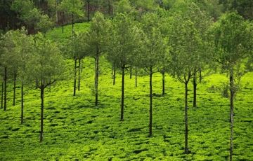 Heart-warming 3 Days 2 Nights Calicut, kerala and wayanad Trip Package