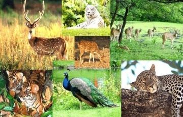 6 Days 5 Nights Jagdalpur and Raipur Trip Package