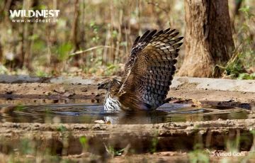 Best 5 Days 4 Nights Tadoba National Park with Nagzira Wildlife Sanctuary Trip Package