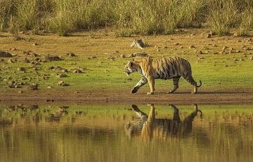 Best 5 Days 4 Nights Tadoba National Park with Nagzira Wildlife Sanctuary Trip Package
