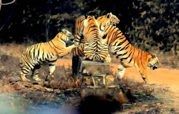 Experience Corbett Tour Package for 3 Days 2 Nights