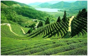 Family Getaway 7 Days 6 Nights Darjeeling Tour Package