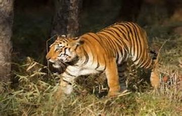 Tadoba Tour Package