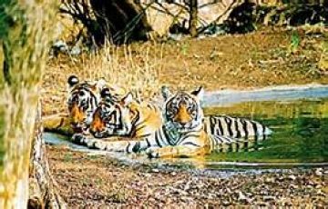 Ecstatic Tadoba National Park Tour Package for 4 Days 3 Nights