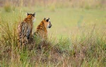 Ecstatic Tadoba National Park Tour Package for 4 Days 3 Nights