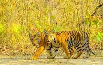 Ecstatic Tadoba National Park Tour Package for 4 Days 3 Nights