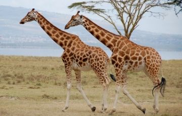 Family Getaway 4 Days 3 Nights Masai Mara with Lake Nakuru Tour Package