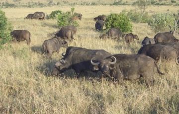 Family Getaway 4 Days 3 Nights Masai Mara with Lake Nakuru Tour Package