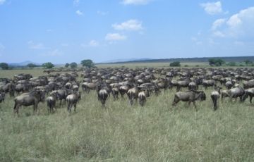 Family Getaway 4 Days 3 Nights Masai Mara with Lake Nakuru Tour Package