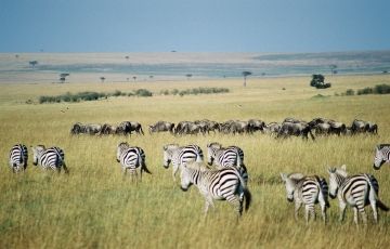 Family Getaway 4 Days 3 Nights Maasai Mara with Lake Nakuru Tour Package