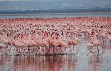 Pleasurable 7 Days 6 Nights Lake Naivasha Tour Package