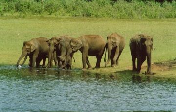 Memorable 5 Days 4 Nights Munnar, Thekkady with Alleppey Tour Package
