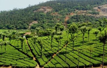 Pleasurable 3 Days 2 Nights Ooty and Coonoor Vacation Package