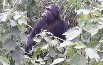 Best 3 Days 2 Nights Bwindi Tour Package