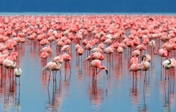 Family Getaway 4 Days 3 Nights Lake Nakuru and Masai Mara Tour Package