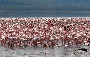 Family Getaway 4 Days 3 Nights Lake Nakuru and Masai Mara Tour Package