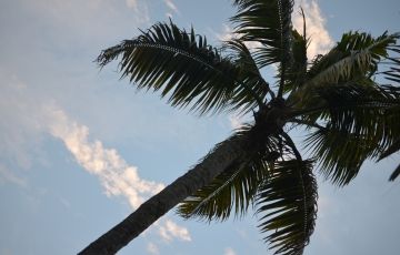 Beautiful 7 Days 6 Nights Munnar, Thekkady, Alleppey with cochin Vacation Package