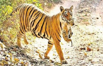 Best 4 Days 3 Nights Jaipur with Ranthambore Vacation Package