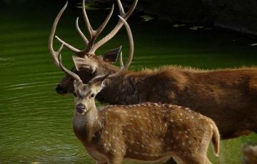 Best 4 Days 3 Nights Jaipur with Ranthambore Vacation Package