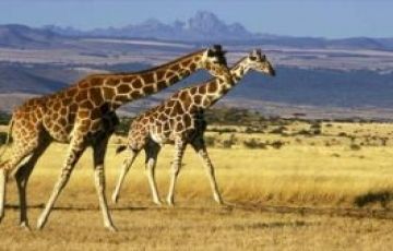 Memorable 8 Days 7 Nights Arusha Trip Package