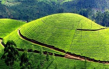 Magical 6 Days 5 Nights Cochin, Munnar, Thekkaday and Allappey Tour Package
