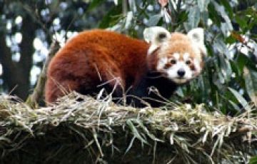 10 Days New Jalpaiguri to Kalimpong Trip Package