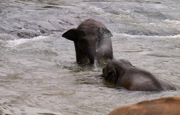 Memorable 5 Days 4 Nights Nuwaraeliya Trip Package