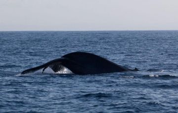 Memorable 5 Days 4 Nights Nuwaraeliya Trip Package