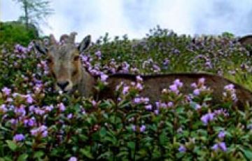 Pleasurable 7 Days 6 Nights Athirappally, Vazhachal, Munnar, Thekkady and Kumarakom Vacation Package