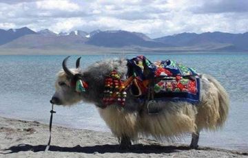 Ecstatic 10 Days 9 Nights Nubra Valley Tour Package