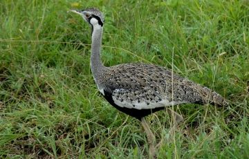 Ecstatic 8 Days 7 Nights Serengeti National Park with Lake Natron Tour Package