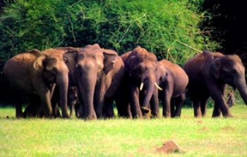 Kerala Tour- 5 Days 4 Nights Munnar, Thekady with Alleppey