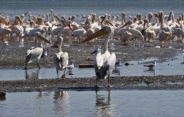 Magical 5 Days 4 Nights Masai Mara, Watamu with Nairobi Holiday Package