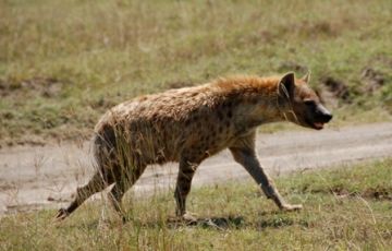 Magical 5 Days 4 Nights Masai Mara, Watamu with Nairobi Holiday Package