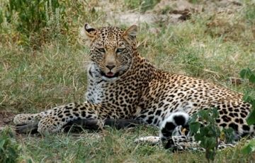 Magical 5 Days 4 Nights Masai Mara, Watamu with Nairobi Holiday Package