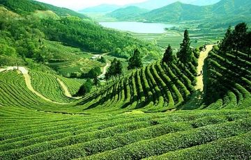 Amazing 7 Days 6 Nights Darjeeling Holiday Package