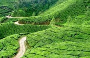 6 Days 5 Nights Cochin, Athirappilly, munnar, Thekkady with Kumarakom Culture  Heritage Trip Package