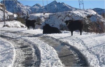 East Sikkim (4 Nights / 5 Days)