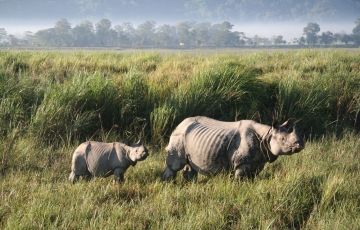 Family Getaway 8 Days 7 Nights Guwahati, Kaziranga, Shillong and Cherrapunji Holiday Package