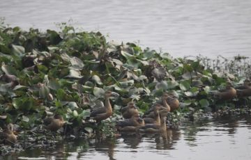 Amazing Kaziranga National Park Tour Package for 8 Days 7 Nights