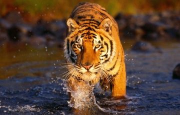 Heart-warming Sunderban Tour Package from Anywhere From India