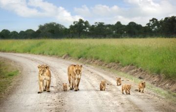 Ecstatic 2 Days 1 Night Nairobi Wilson with Masai Mara Tour Package